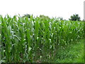 Maize crop near Knook