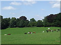 Horses grazing near Epping Forest