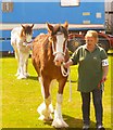 Clydesdales Competition