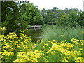 The lake at Kelsey Park