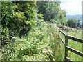 Overgrown bridleway [1]