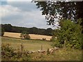 Tractor and Trailer in a Field near Whitley