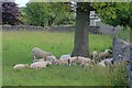 SK2170 : Sheep in the Shade by Mick Garratt
