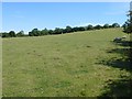 Pasture at Loxley Bushes Farm