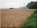 Wheat field by Yelstead Road