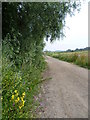 Footpath from Bourne Wood to Hockenden