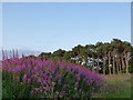 Willow-herb and pines near Arboll