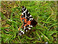 Garden Tiger moth