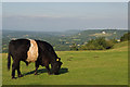 Beltie on Colley Hill