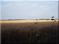 TL6167 : Wheat Field by Ajay Tegala