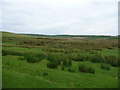 Rough grazing north of Gelli-Wrgan Farm