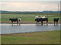 NZ2894 : Cattle at Cresswell Pond by Oliver Dixon