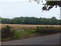 Field and woods near Farringdon House