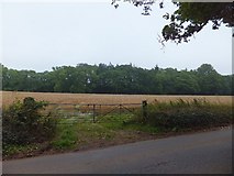 SY0192 : Field and woods near Farringdon House by David Smith