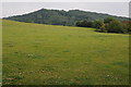 View to High Grove Wood