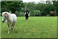 Horses near Fron Goch