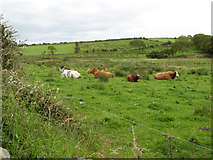 G6448 : Contented cows, Drangan by Jonathan Wilkins