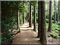 Conifers on the Serpents Trail