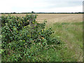 Crab apple hedgerow