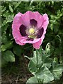 Poppy, Rigton Moor