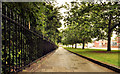 Footpath and trees, Stormont, Belfast (1)