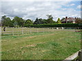 Paddock with friendly donkeys