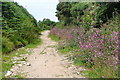 Bridleway to Amalveor Downs