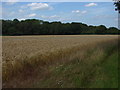 SU9150 : Field near Wyke by Alan Hunt