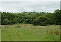 Rough farmland west of Stags Head, Ceredigion