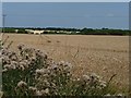 SE3714 : Thistles at the edge of a wheatfield by Christine Johnstone