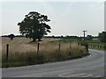SE3816 : Two trees at a bend, Santingley Lane by Christine Johnstone
