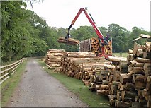 SE3043 : Timber at Harewood by Derek Harper
