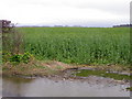 Oilseed rape near Caldwell