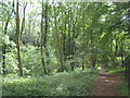 Footpath in Snotsdale Wood (2)