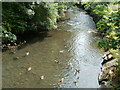 Ducks on the Afon Lwyd, Cwmbran Boating Lake