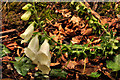 J4681 : White foxglove, Crawfordsburn Country Park by Albert Bridge