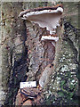 Bracket Fungus