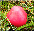 Scarlet Toadstool