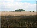 Farmland, Wootton Grange