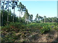 Woodland clearing on Duncton Common