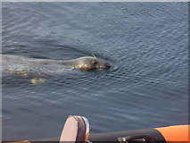NH1293 : Seal in Ullapool Harbour by Colin Smith
