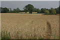 Farmland near Much Birch