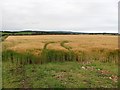 Barley near Garmouth