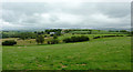 Pastoral landscape east of Tregaron, Ceredigion