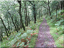 SX5363 : Path in Dewerstone Wood by Stephen Craven