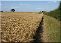 Barley, Ox Close