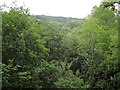 Dense woodland hides the Afon Teifi near Llanfair Clydogau, Ceredigion