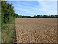 Ripe Wheat field