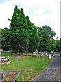 Trees in the churchyard of St. Mary