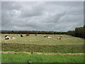 Field near Haven Farm